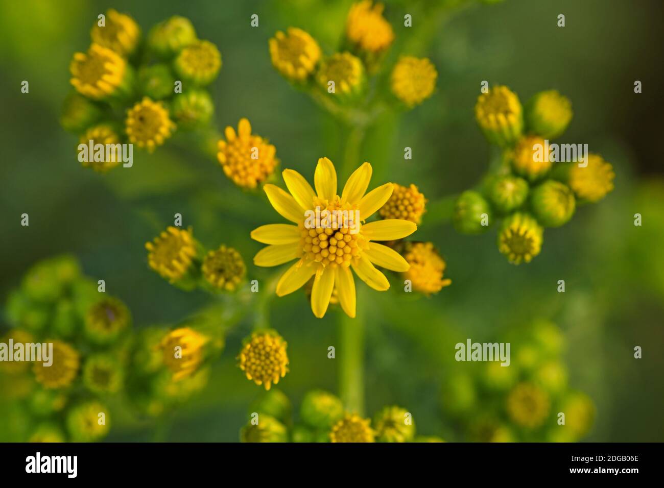 Common ragwort Stock Photo