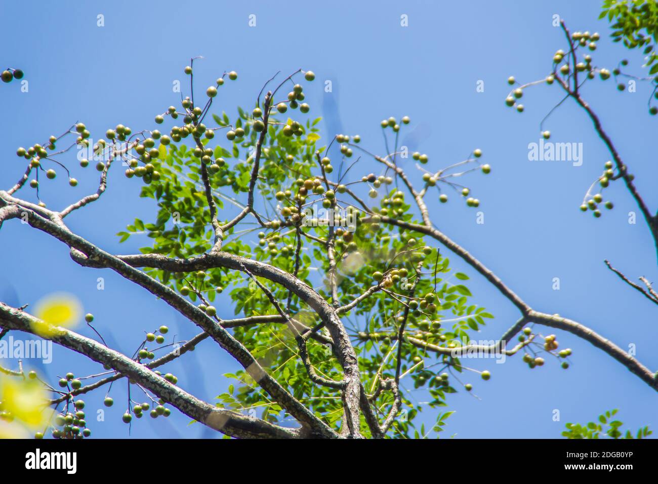 Spondias bipinnata fruit on tree. It is a perennial shade of gray ...