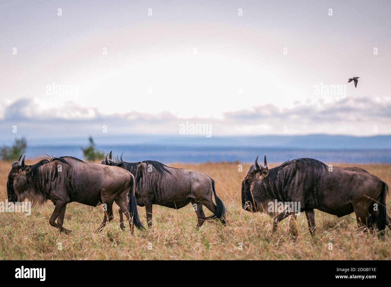 All sorts of Wildlife animals at the Maasai mara national reserve park in Narok County, Kenya Stock Photo