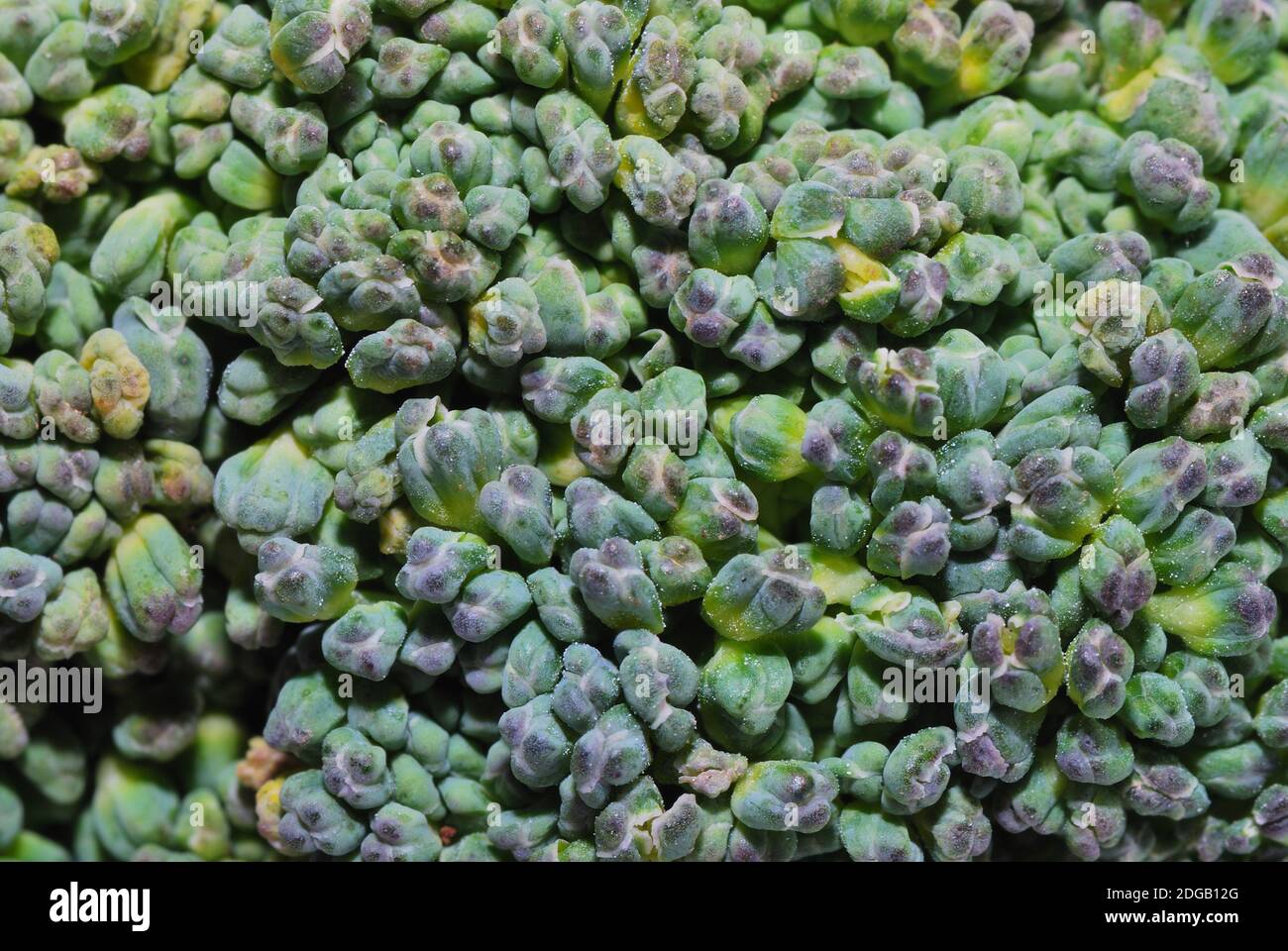 Brokoli fresh green vegetables in large view detail macro Stock Photo