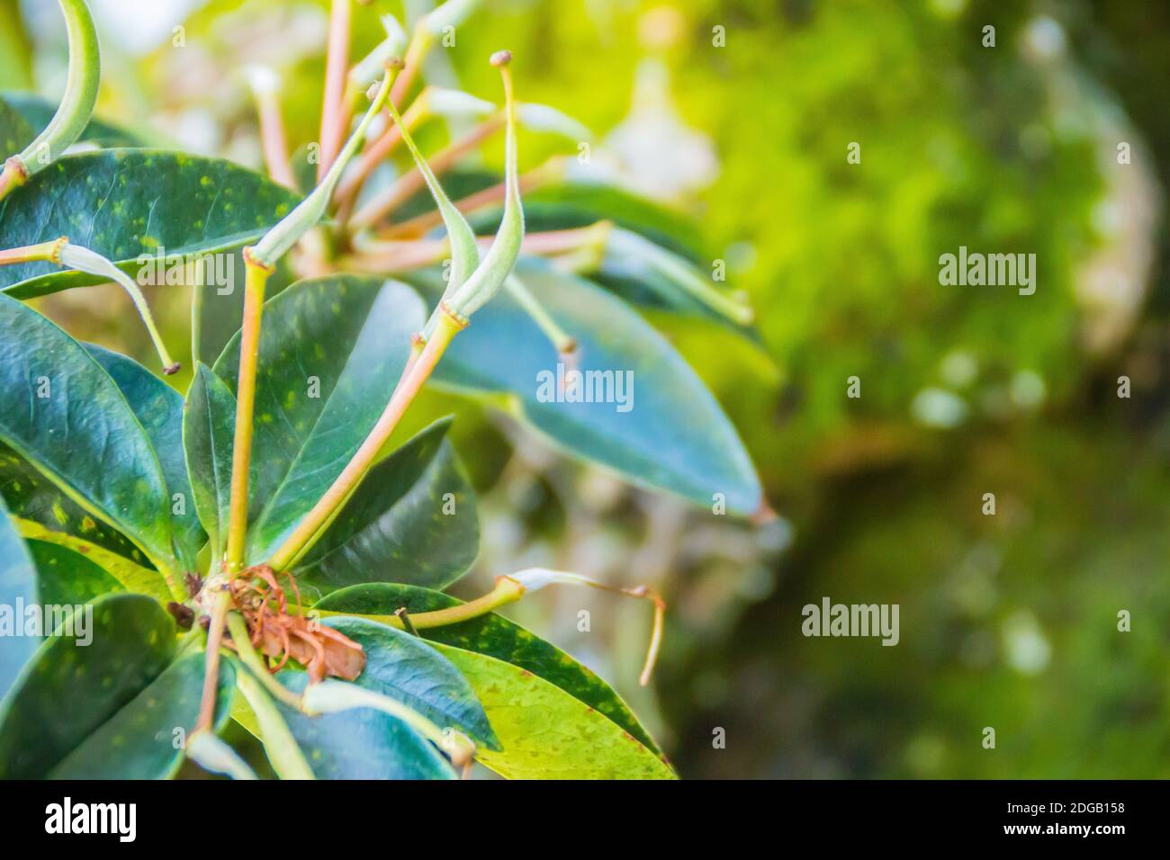 Beautiful bright yellow flowers of Rhododendron macgregoriae, a