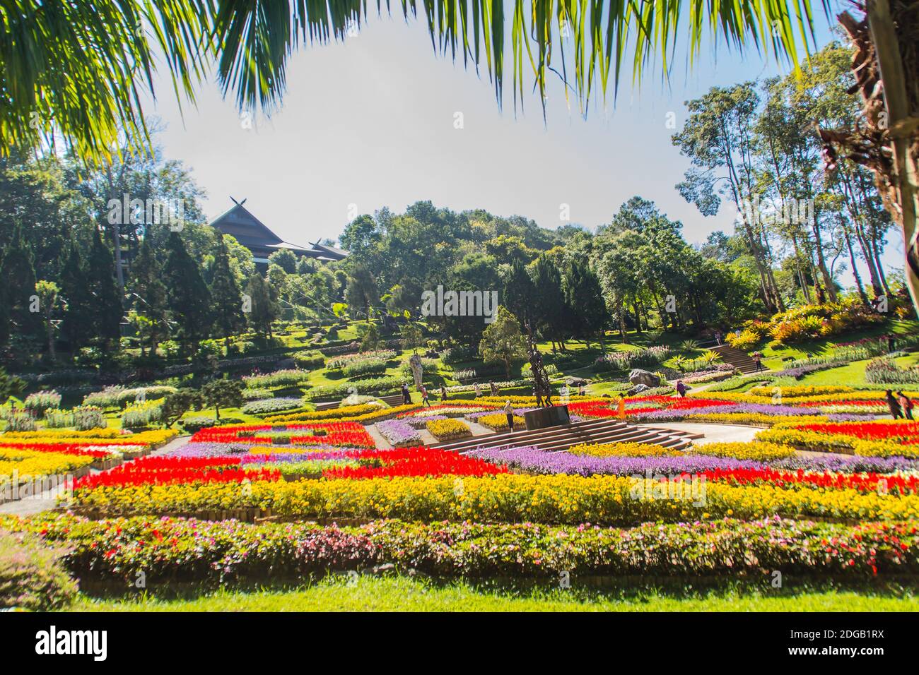 Colorful flowers at Mae Fah Luang Garden, Chiang Rai, Thailand. Garden of cold winter flowers such as Salvia Petunia Begonia roses, flowers, auspiciou Stock Photo