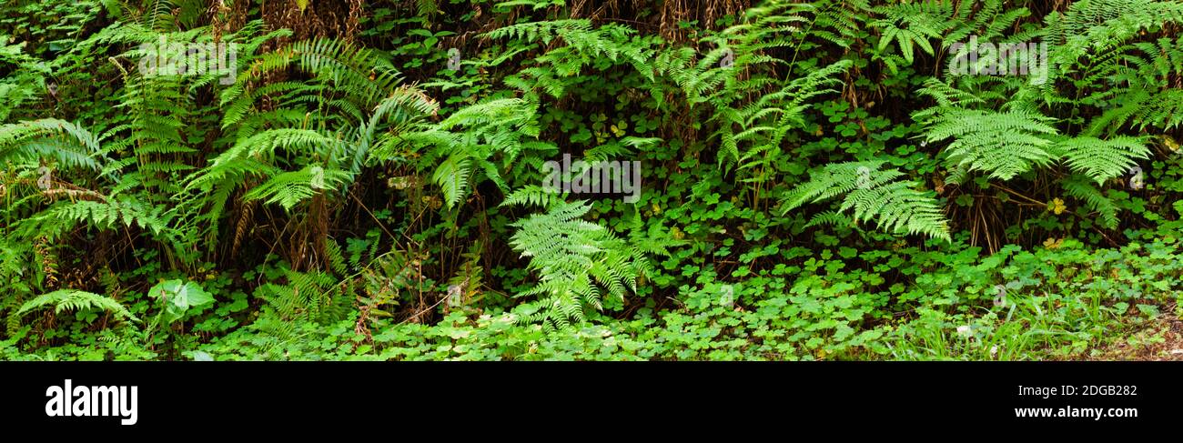 Ferns in front of Redwood trees, Redwood National Park, California, USA Stock Photo