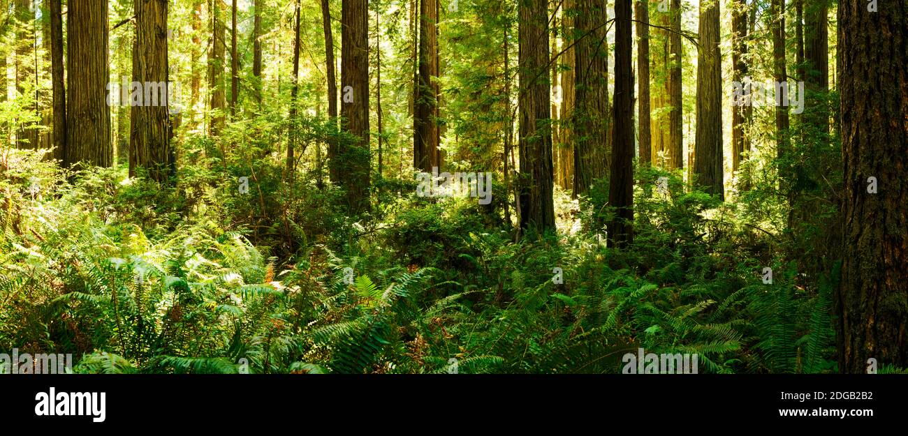 Ferns and Redwood trees in a forest, Redwood National Park, California, USA Stock Photo