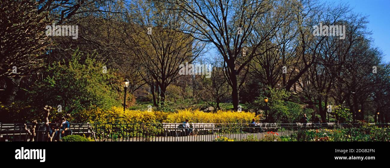 Cherry blossoms in a park, Riverside Park, Manhattan, New York City, New York State, USA Stock Photo