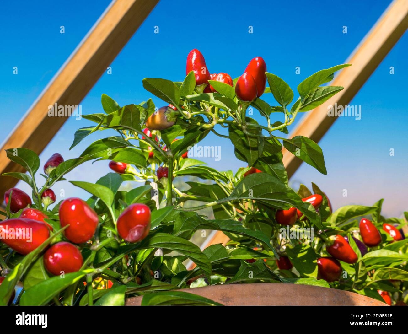 Heavy yields hi-res stock photography and images - Alamy