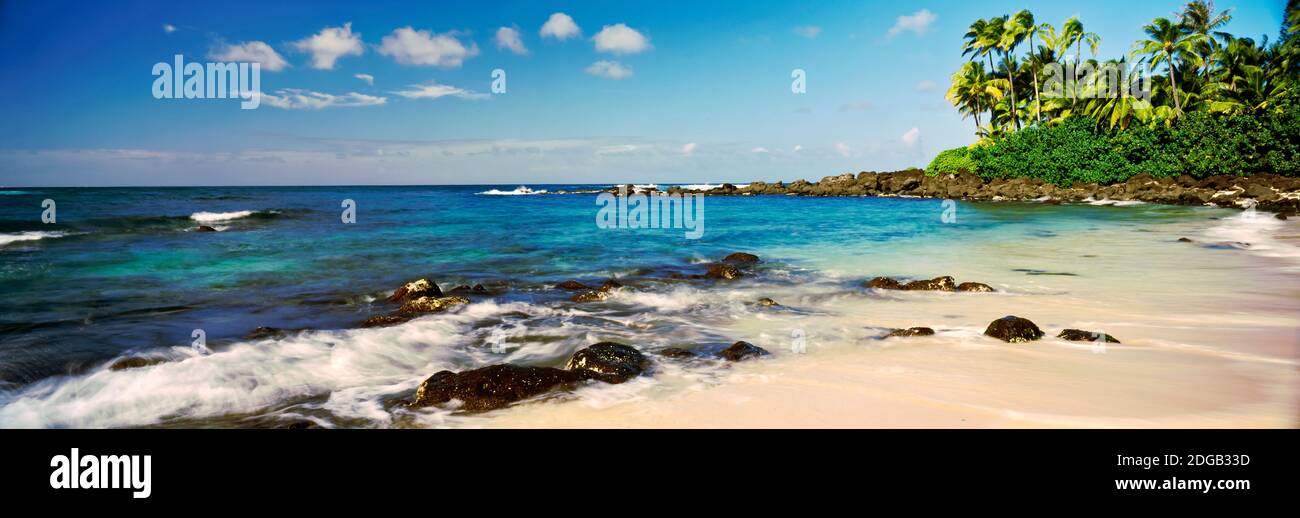 Palm trees on the beach, Waimea Bay, Oahu, Hawaii, USA Stock Photo