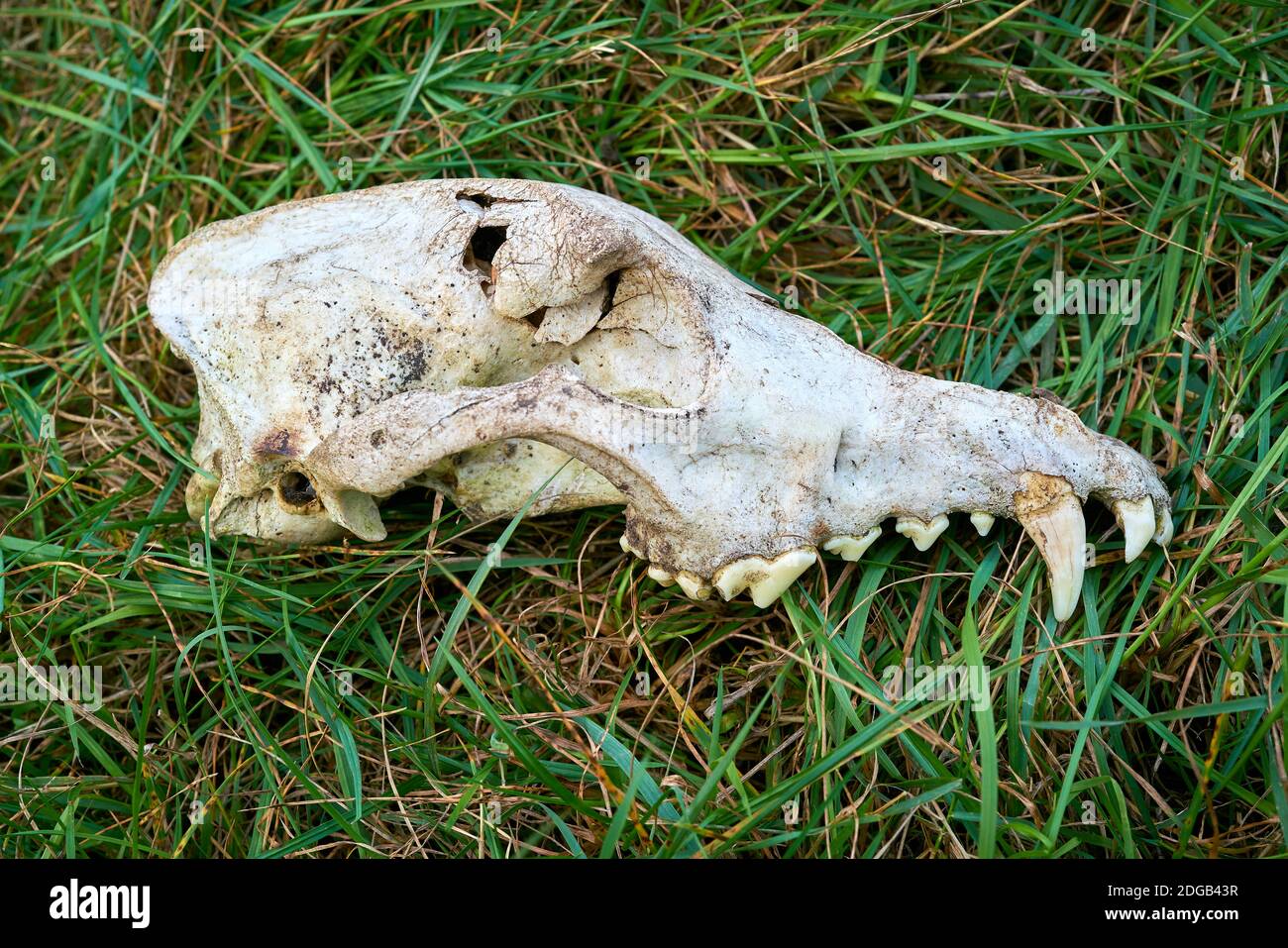 Skull of a dead wolf in a meadow on the river Elbe near Magdeburg in Germany Stock Photo
