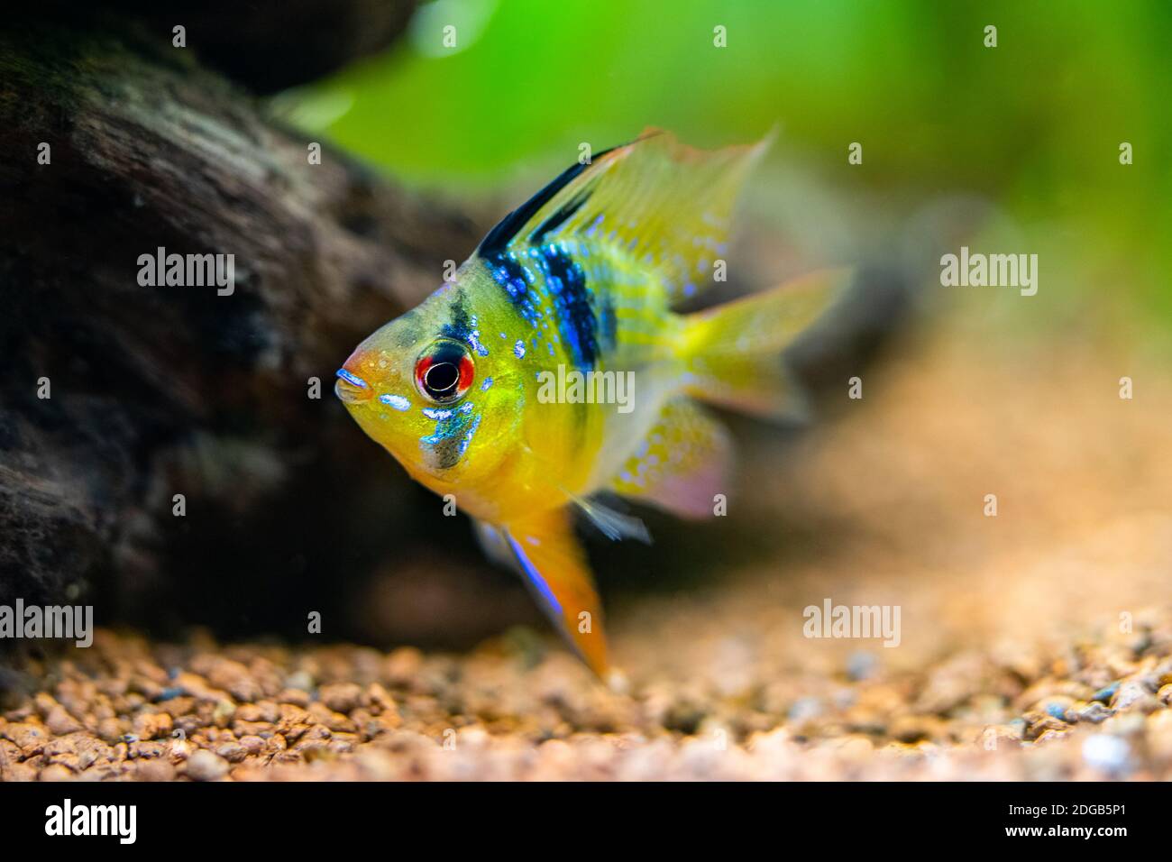 Close up of a blue balloon ram (Microgeophagus ramirezi) isolated in a fish  tank with blurred background Stock Photo - Alamy