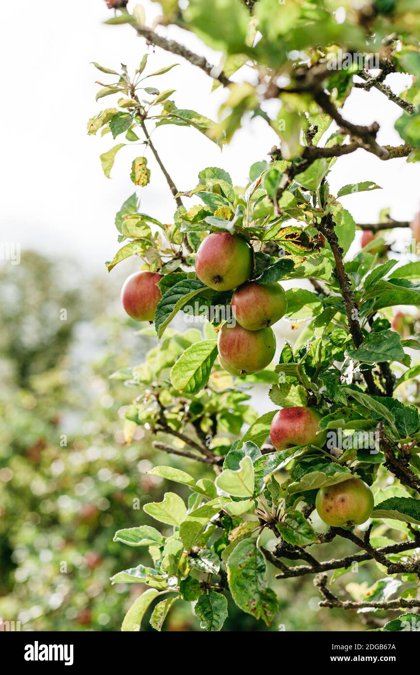Apples on the tree Stock Photo - Alamy