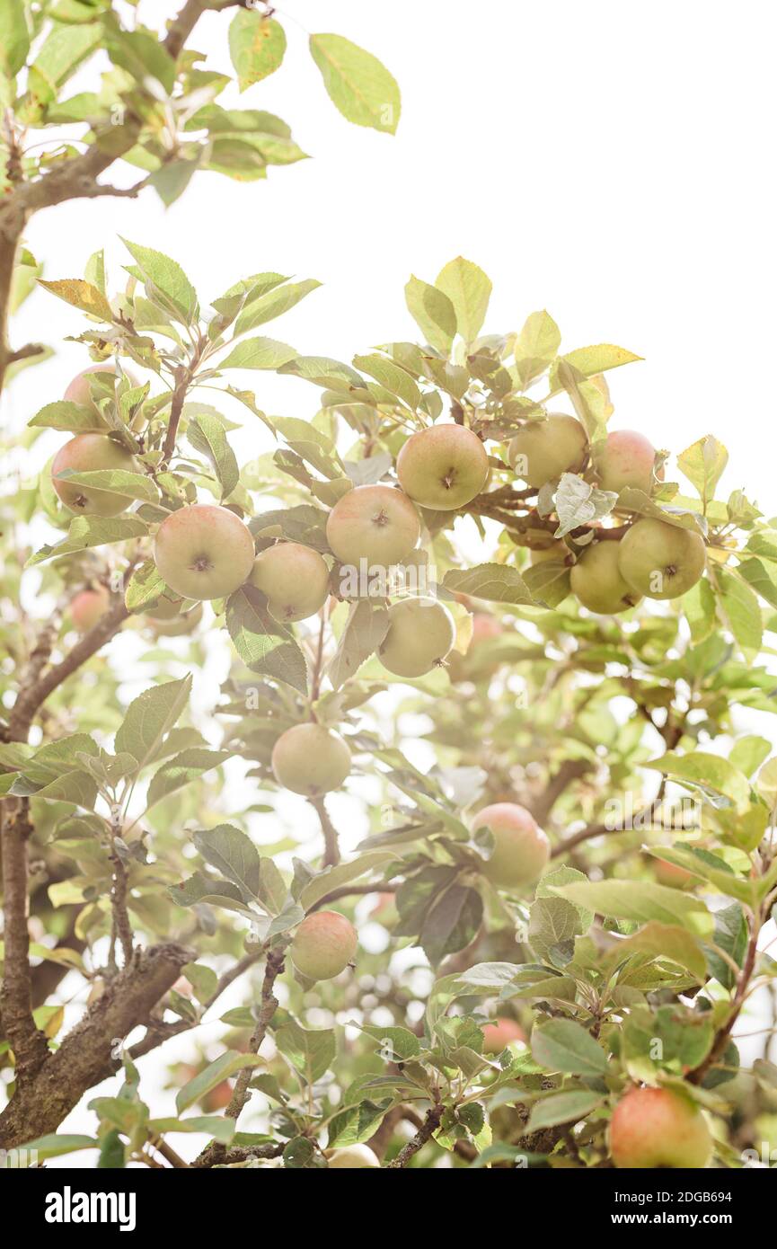 Apples on the tree Stock Photo - Alamy