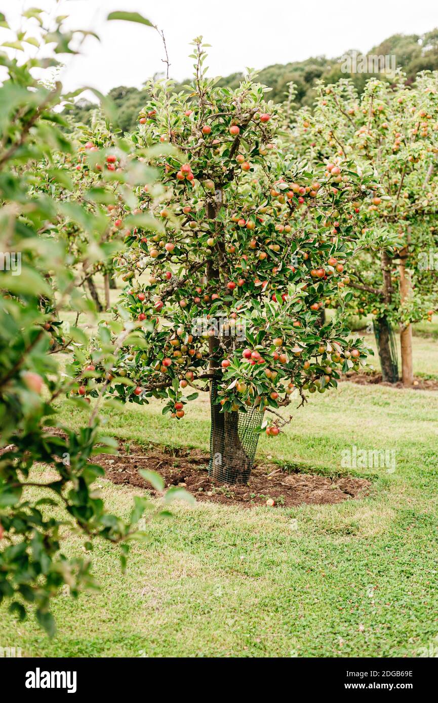 Apples on the tree Stock Photo - Alamy