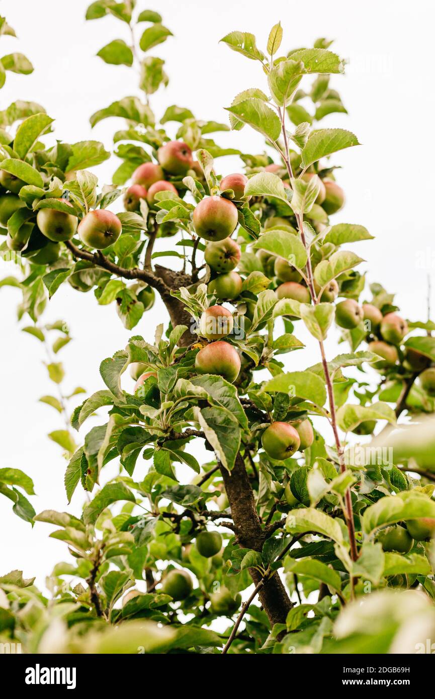 Apples on the tree Stock Photo - Alamy