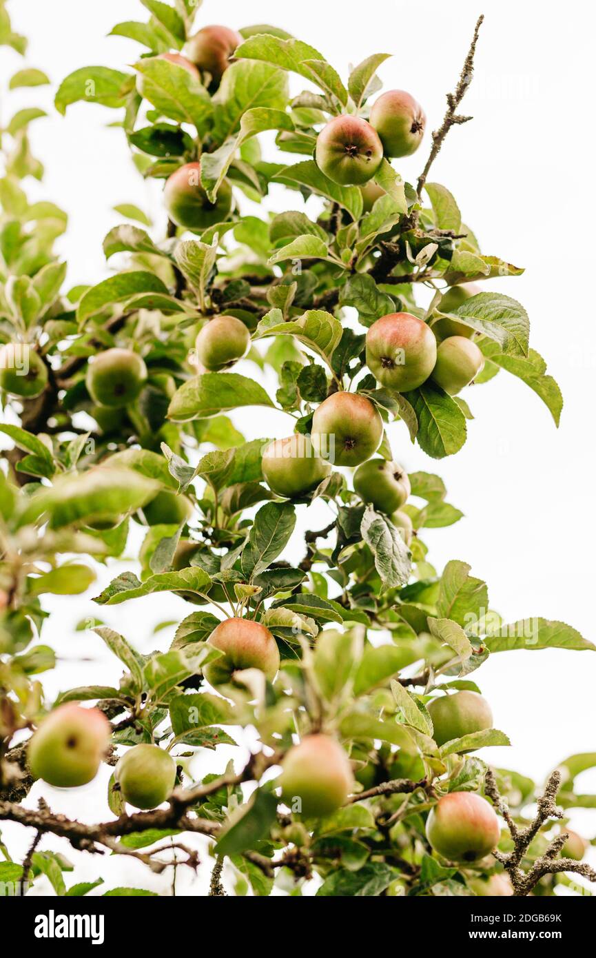 Apples on the tree Stock Photo - Alamy