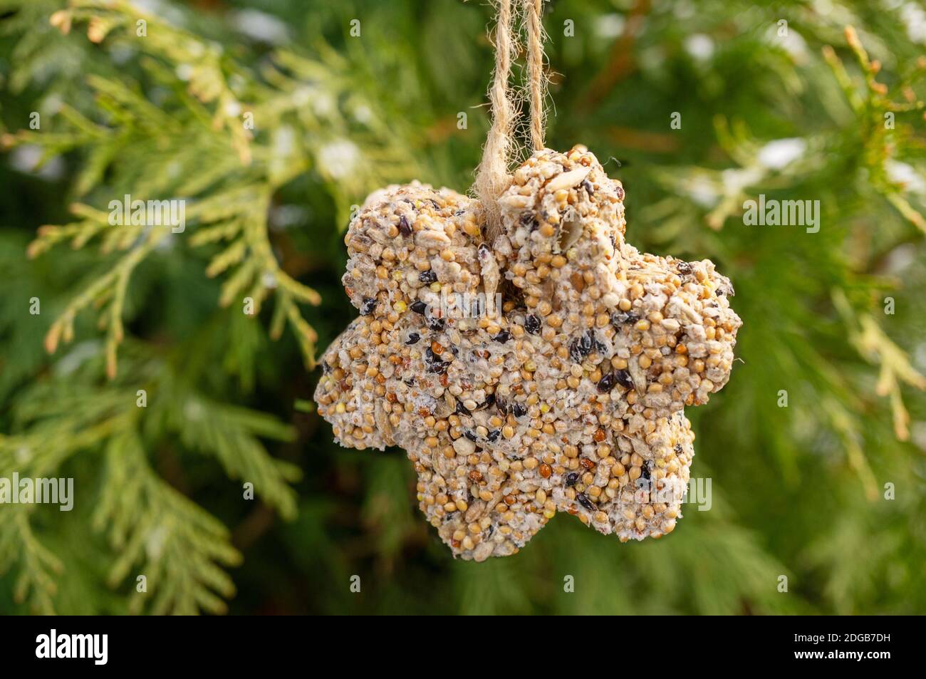 unique homemade manual bird feeder, winter garden. The bird feeder in