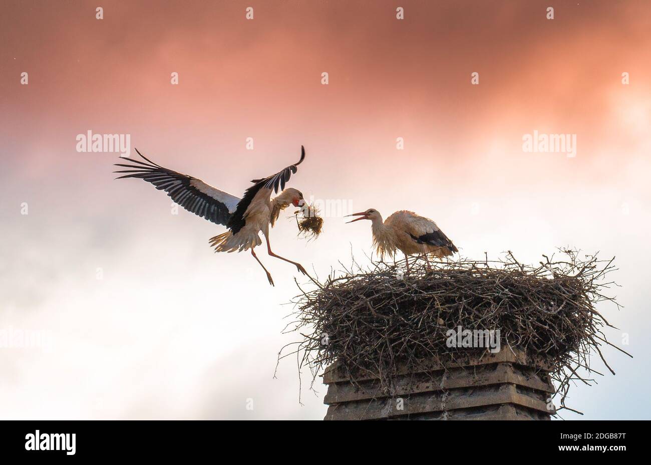 Cigogne Blanche Stock Photo Alamy