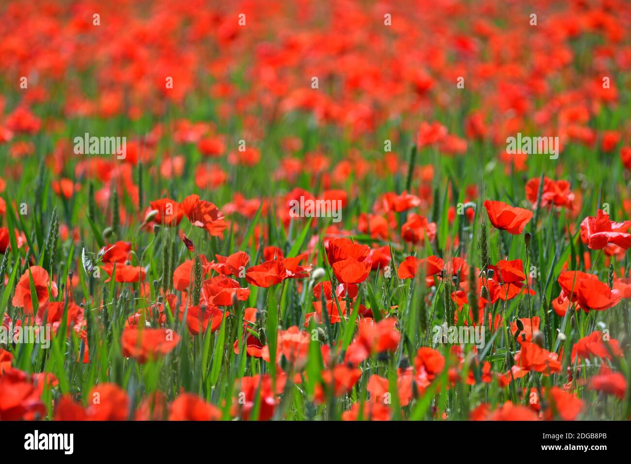 A beautiful field of red poppies Stock Photo - Alamy