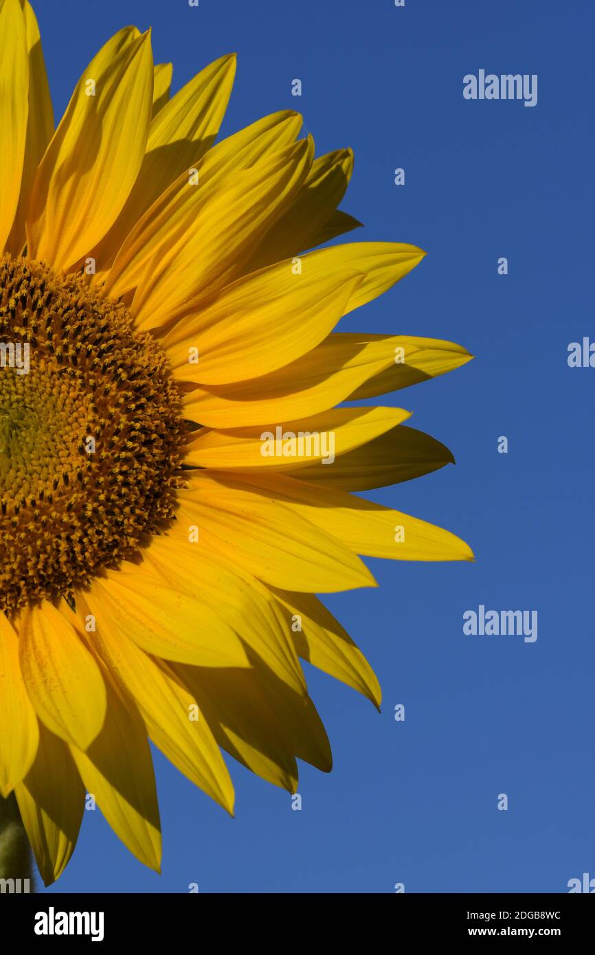 A beautiful half yellow common sunflower (Helianthus anuus), isolated on a blue sky. Stock Photo