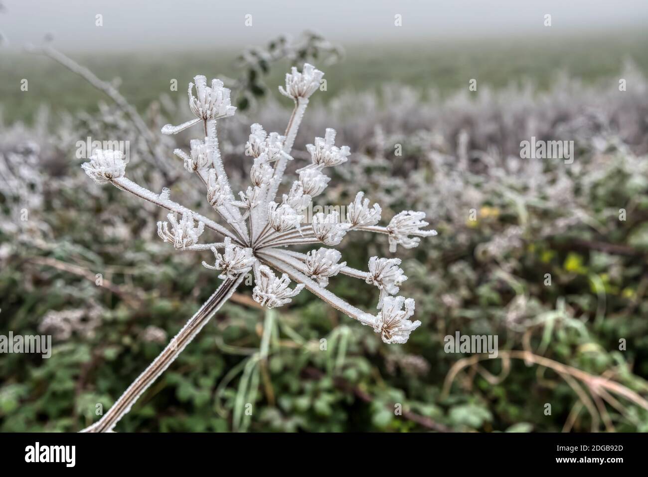 Thick hoar frost on a cow parsley seedhead, Anthriscus sylvestris, in a Norfolk hedgerow. Stock Photo