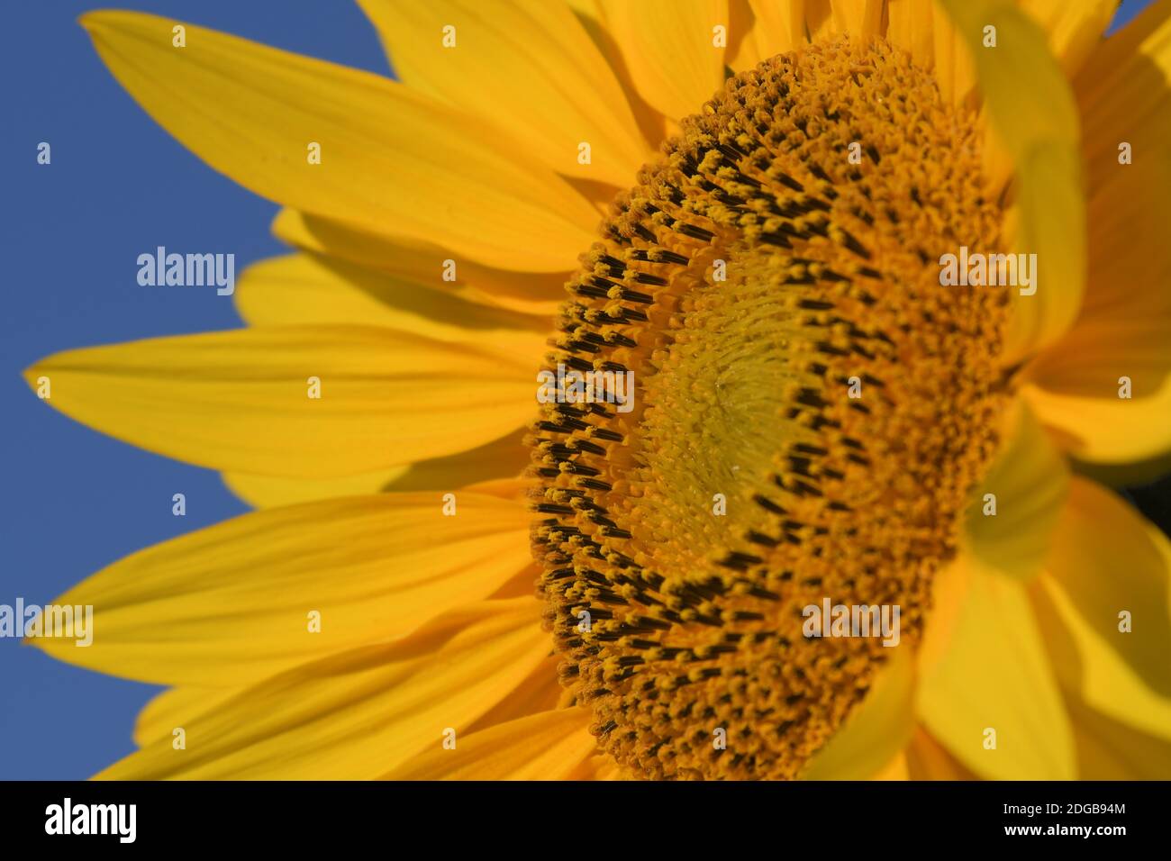 A close-up of a beautiful yellow common sunflower (Helianthus anuus), isolated on a blue sky. Stock Photo
