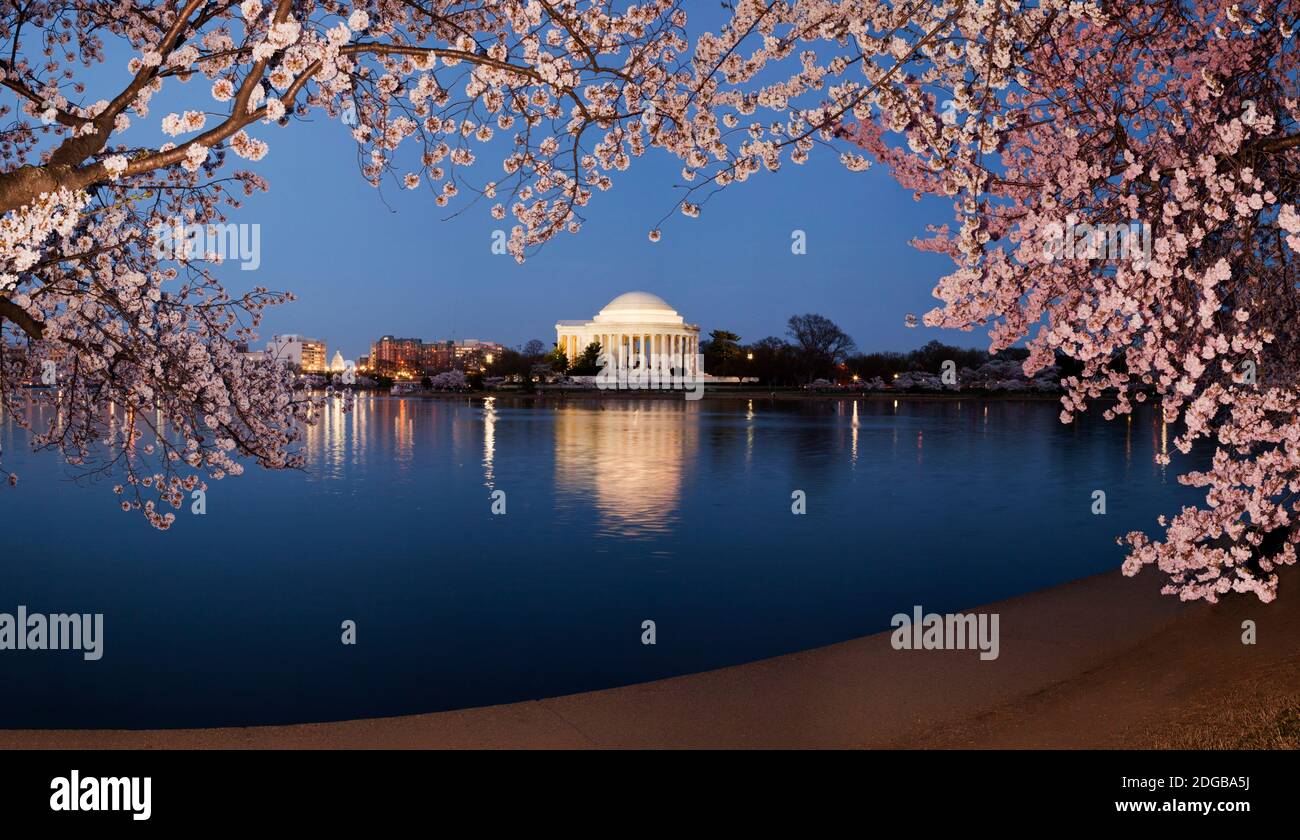 Cherry Blossom tree with a memorial in the background, Jefferson