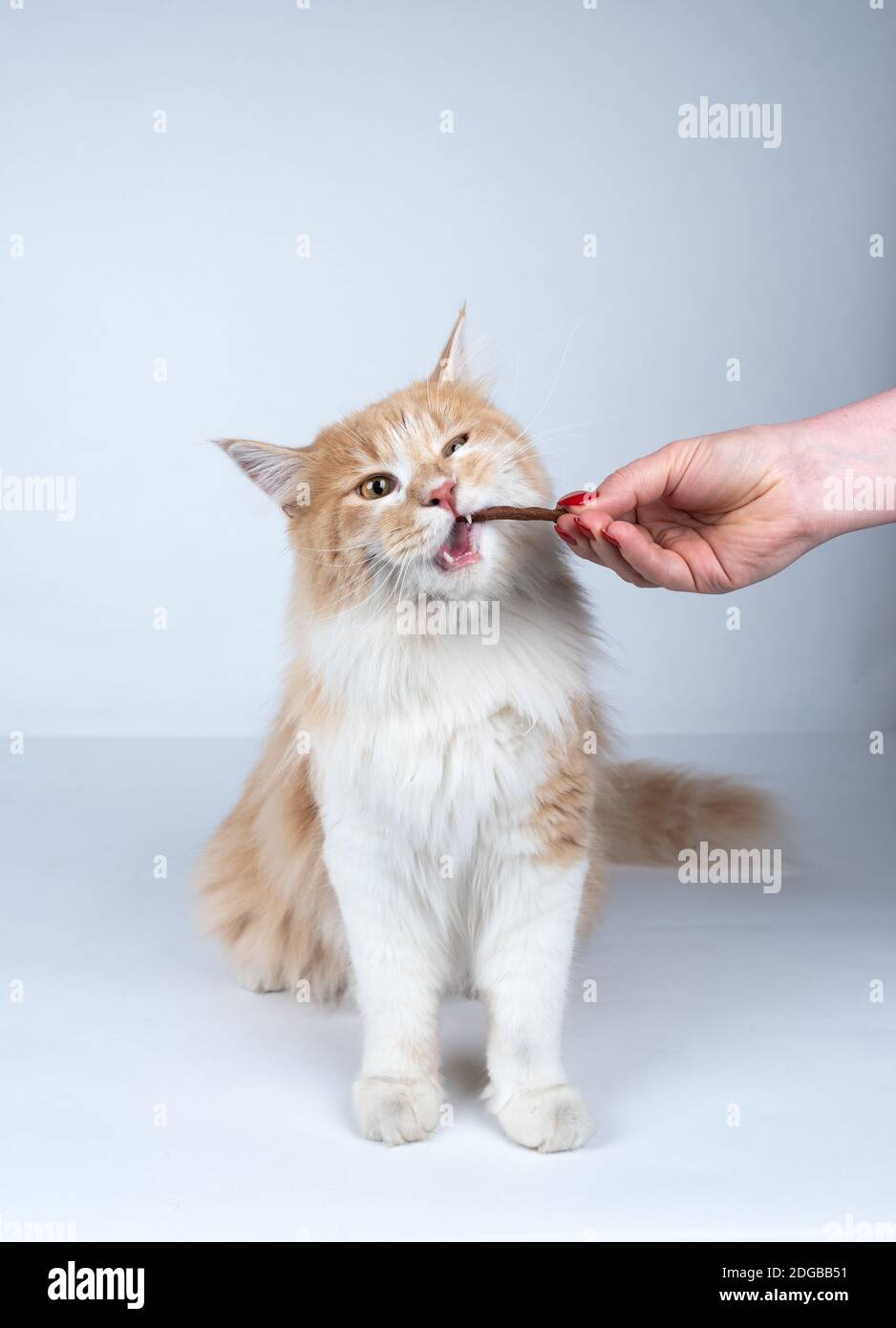 female human hand feeding maine coon cat with treat stick snacks on