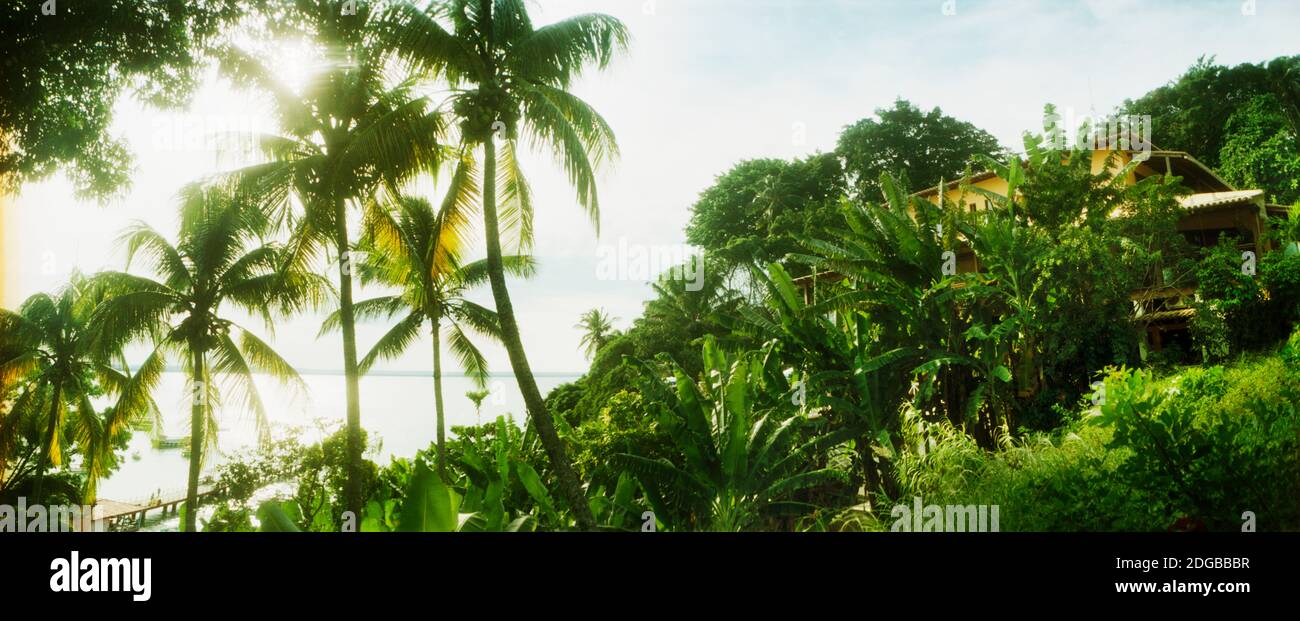 Palm trees covering a small bungalow in Morro De Sao Paulo, Tinhare, Cairu, Bahia, Brazil Stock Photo