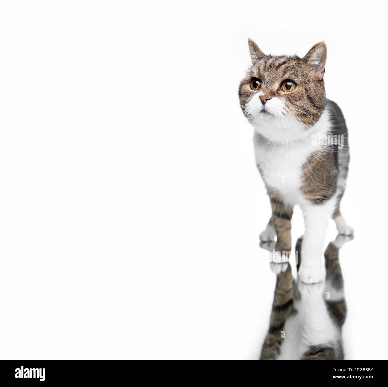 beautiful tabby white british shorthair cat standing on mirror in front of white studio background with copy space looking curiously Stock Photo