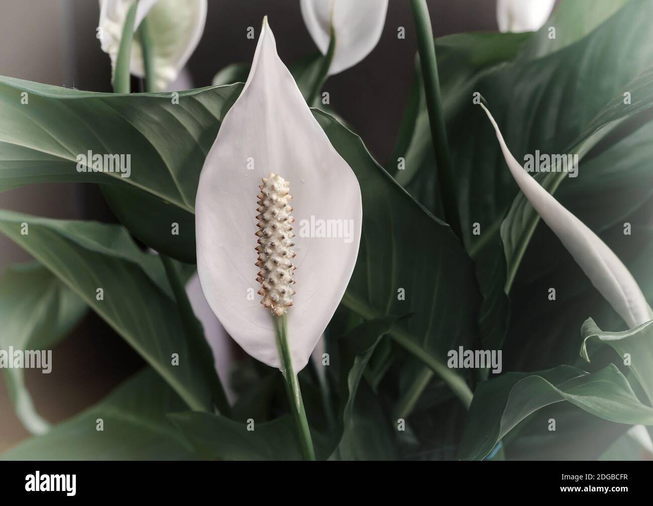 Indoor plants: white spatifilum flower among the leaves. Stock Photo
