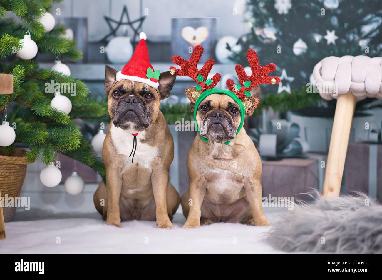 Christmas dogs. Pair of French Bulldogs dressed up with festive Santa hat and reindeer antler headband sitting between Christmas tree with baubles Stock Photo