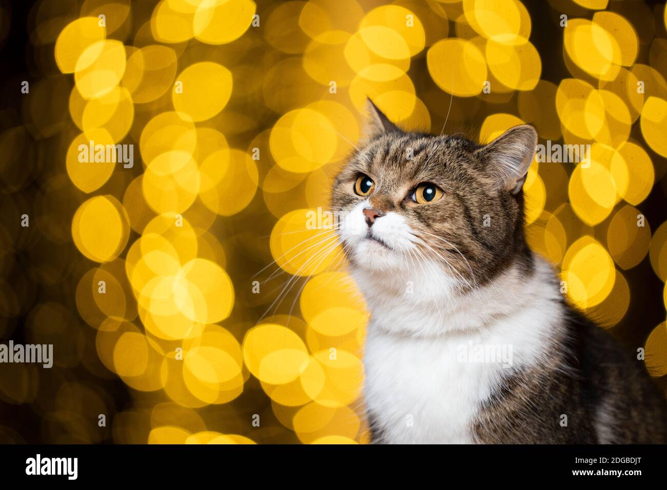 christmas bokeh lights portrait of a cute tabby white british shorthair cat looking to the upper side in front of golden bokeh lights background Stock Photo