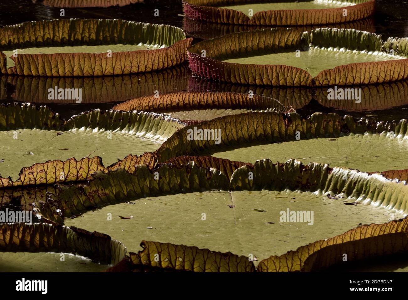 Victoria regia giant water lily pads Stock Photo