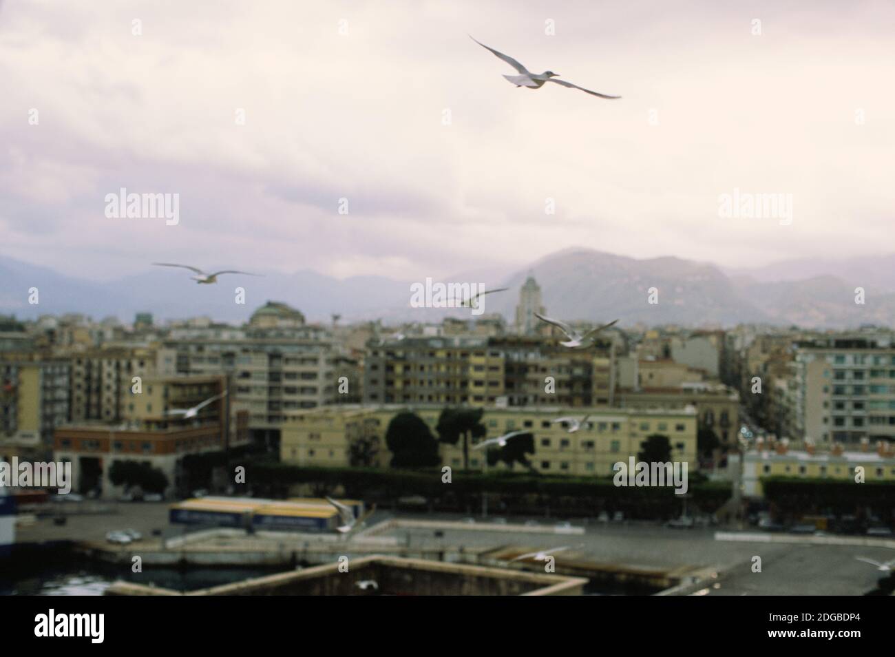 Flying seagulls and Palermo view, Italy Stock Photo