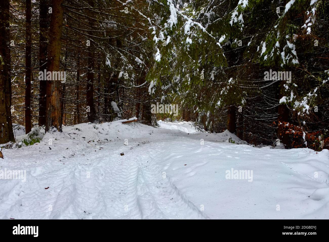Snowy, winter forest in the mountains, pines, Christmas trees, a road