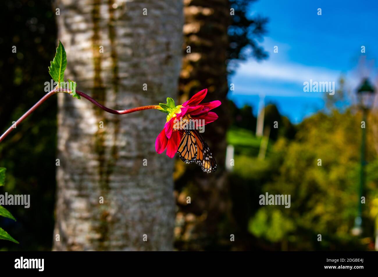 Monarch butterfly in a tree hi-res stock photography and images - Alamy