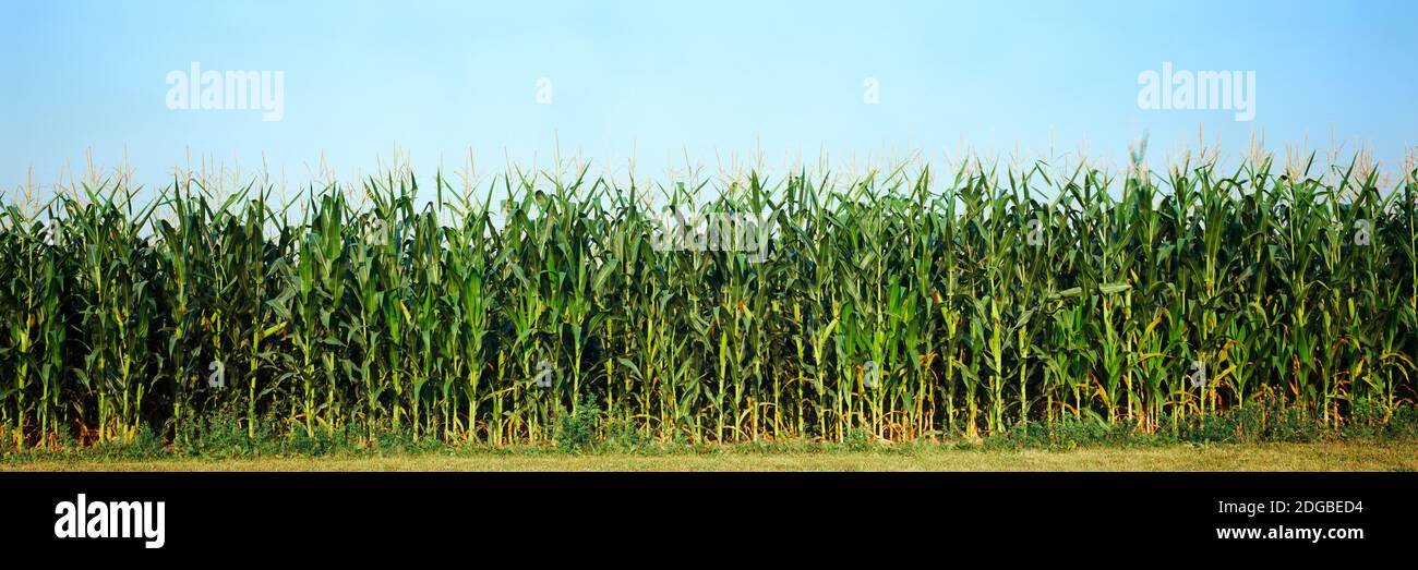 Corn crop in a field, Wisconsin, USA Stock Photo