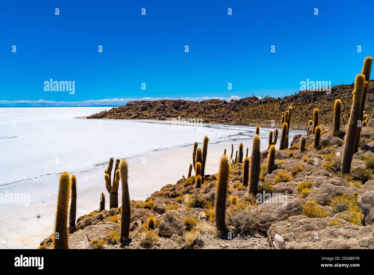 View of the Island of gigantic cactus Incahuasi in the middle of Uyuni Salt Flat Stock Photo