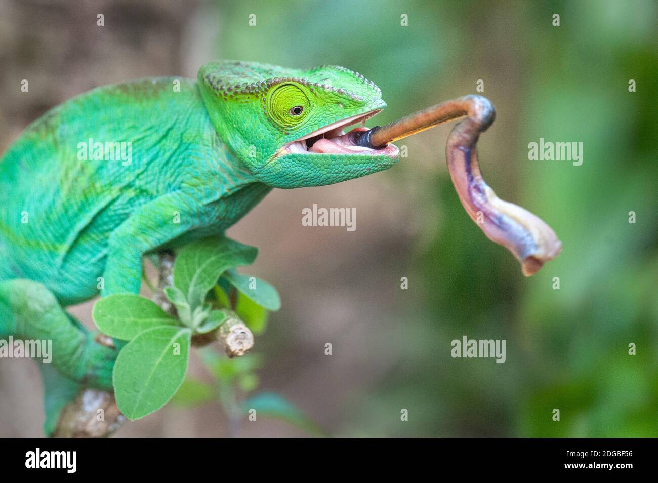 Chameleon Tongue Namaqua Chameleon Catching Larvae With Its Extended Chameleon Tongue Namaqua Chameleon Catching Larvae With Its Extended