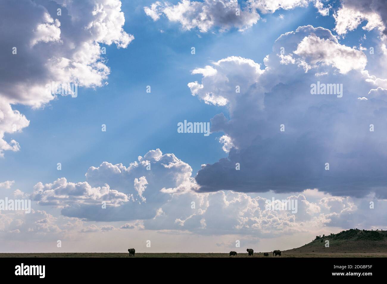 Wildlife Animals At The Maasai Mara National Reserve Park In Narok