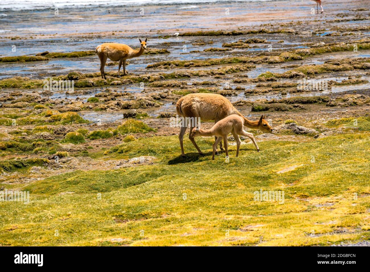 Adult Vicunas and baby grazing at the shore of Canapa lake Stock Photo