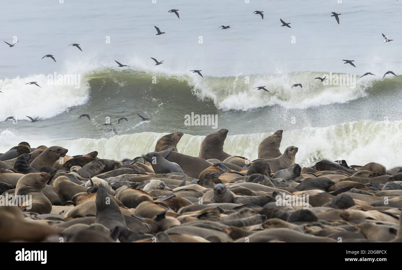 Cape Fur Seals (Arctocephalus pusillus) colony with flock of birds, Cape Cross, Namibia Stock Photo
