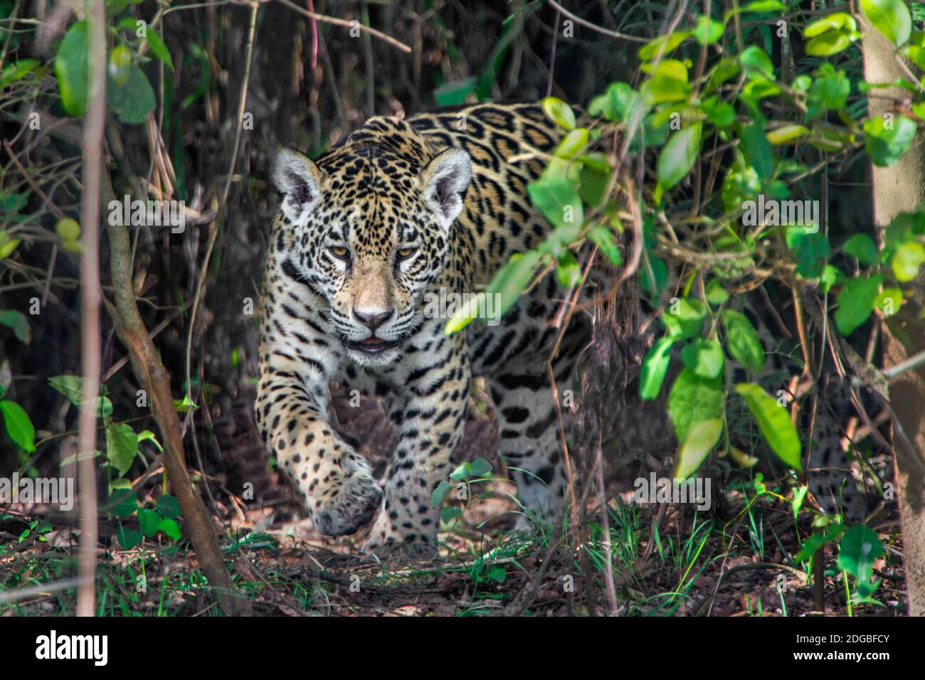 Jaguar (Panthera onca), Pantanal Wetlands, Brazil Stock Photo