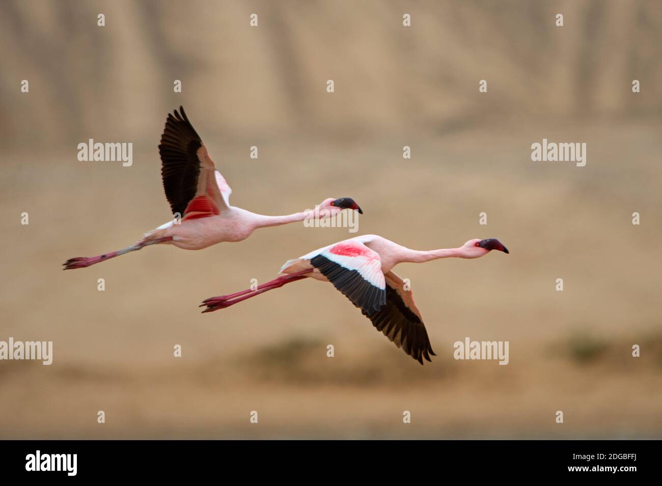 Greater flamingos (Phoenicopterus roseus) flying, Walvis Bay, Namibia Stock Photo