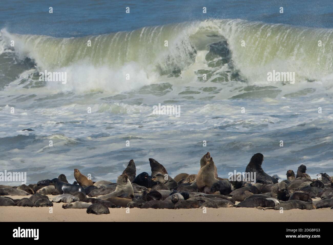 Cape Fur Seals (Arctocephalus pusillus) colony, Cape Cross, Namibia Stock Photo