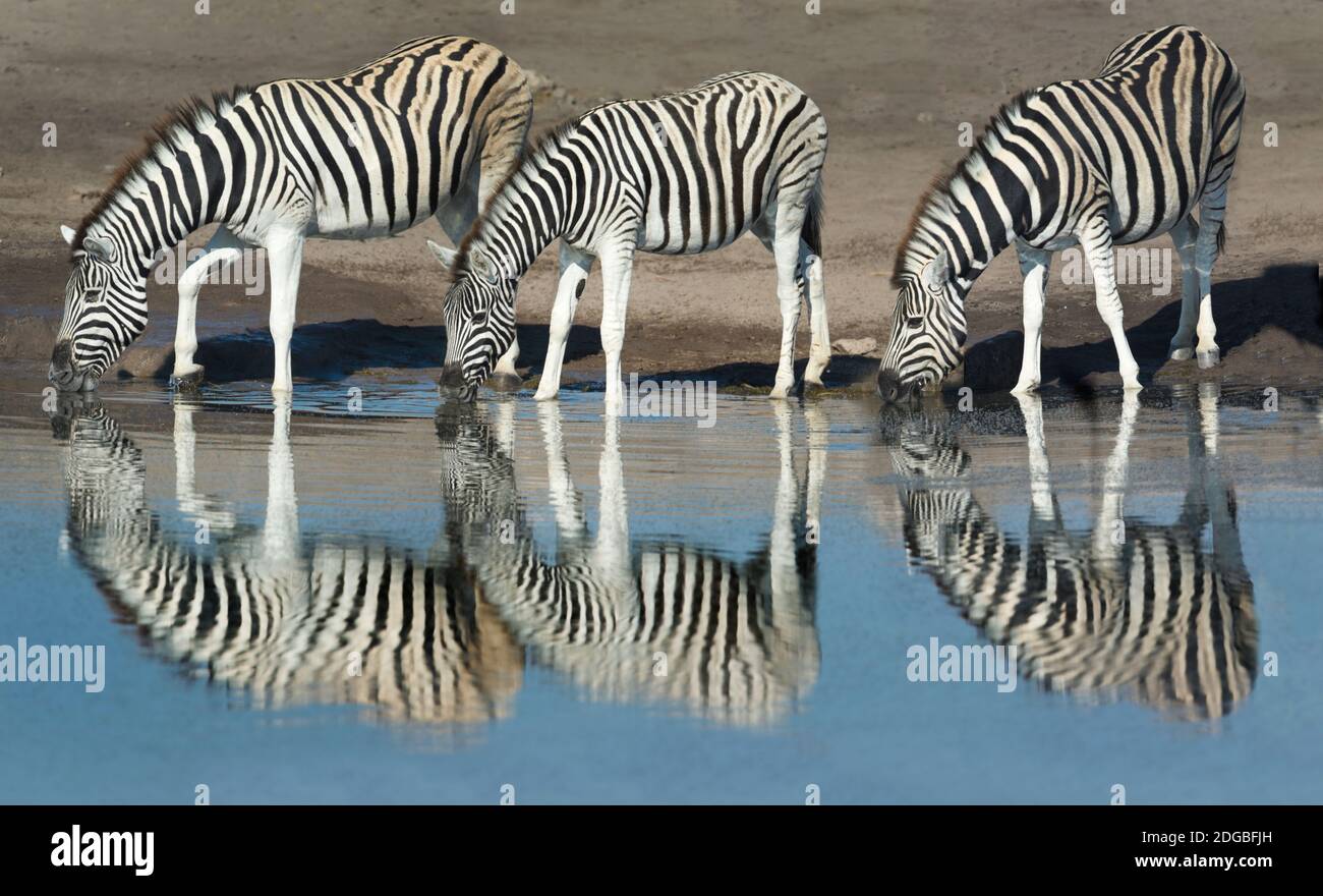 Burchell's Zebras (Equus quagga burchellii) drinking water, Etosha National Park, Namibia Stock Photo