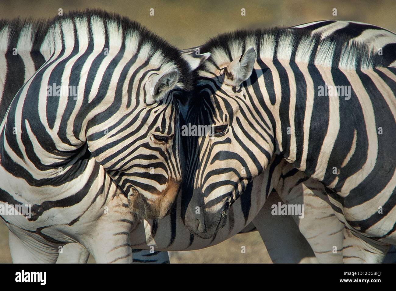 Burchell's Zebras (Equus quagga burchellii), Etosha National Park, Namibia Stock Photo