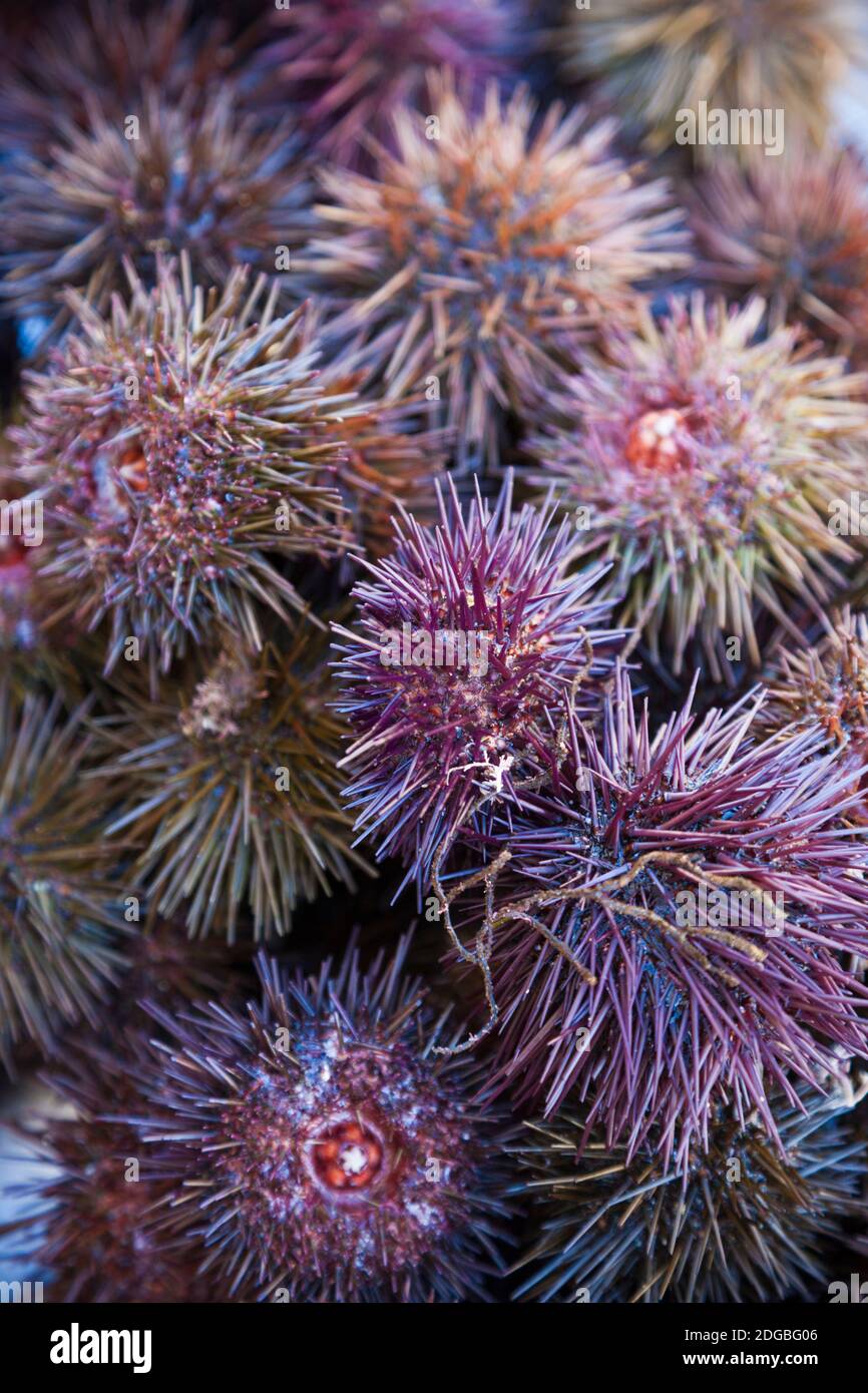 Sea Urchins for sale, Cadiz, Andalusia, Spain Stock Photo