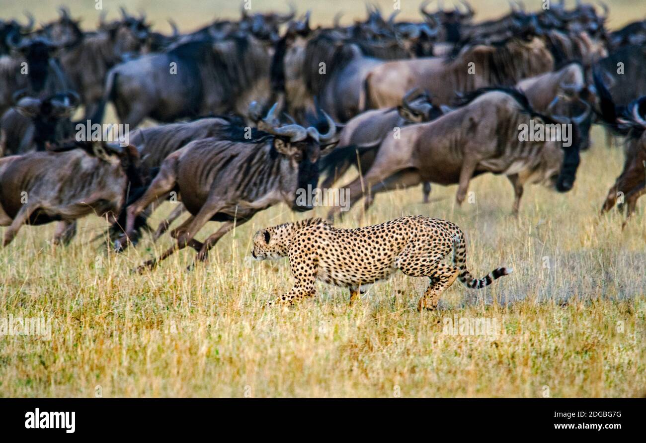 antelope running from cheetah