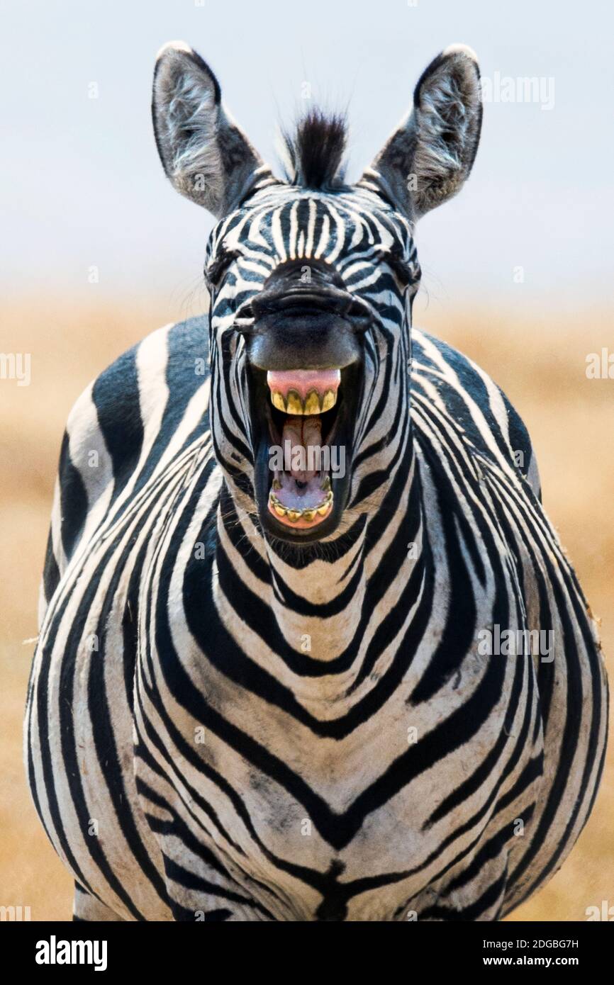 Burchell's Zebra (Equus quagga burchellii) laughing, Ngorongoro Conservation Area, Tanzania Stock Photo