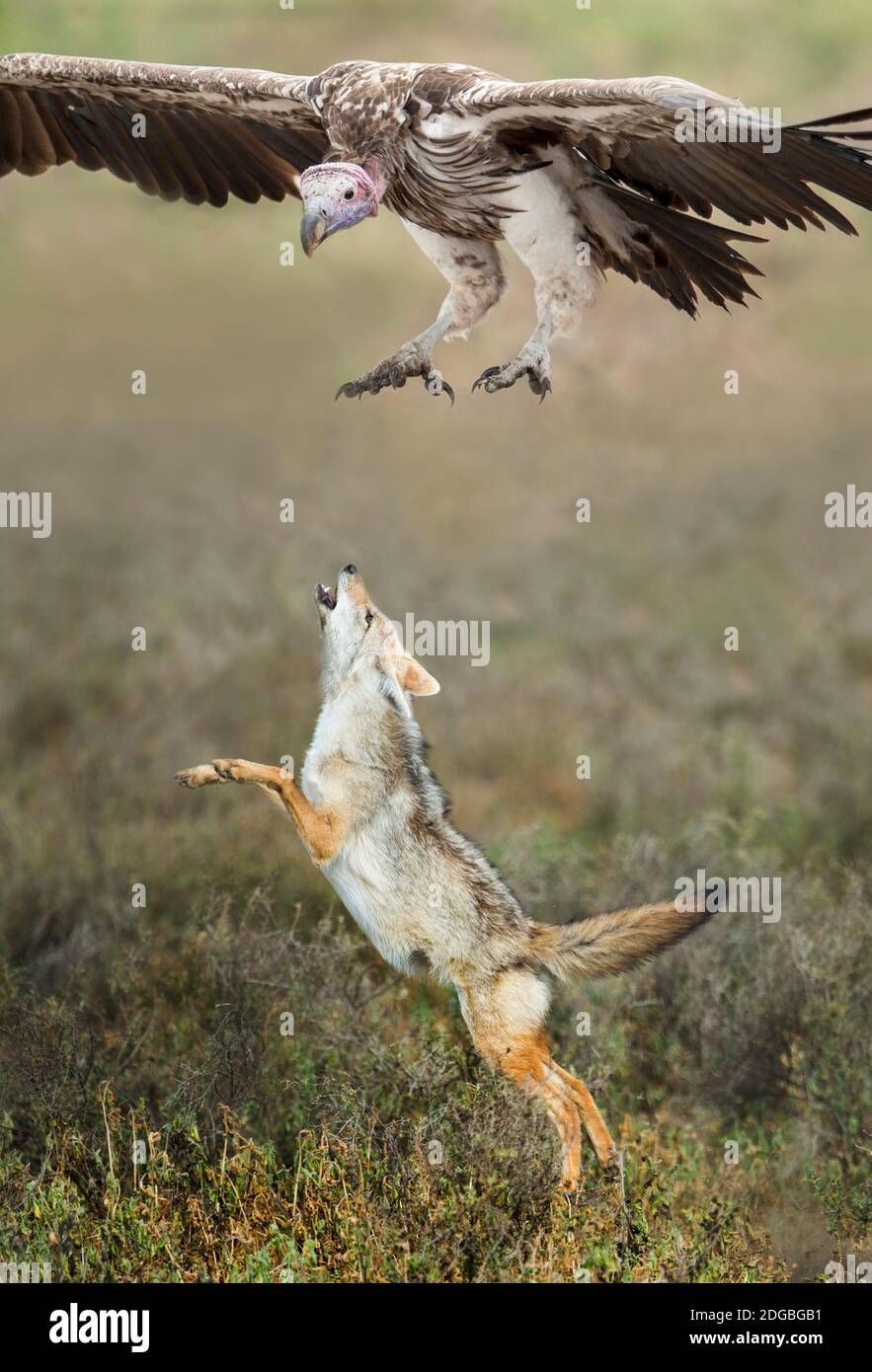 Golden Jackal (Canis aureus) leaping at vulture, Ndutu, Ngorongoro Conservation Area, Tanzania Stock Photo